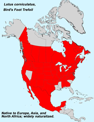 North America species range map for Bird's Foot Trefoil, Lotus corniculatus: